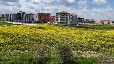 Edirne Kanola Tarlaları Altın Sarısı Bir Manzara Oluşturdu