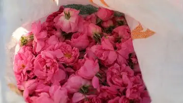 Tunus’un Kayrevan Köyünde Şam Gülü Hasadı: Kadın İşçilerin Mücadelesi