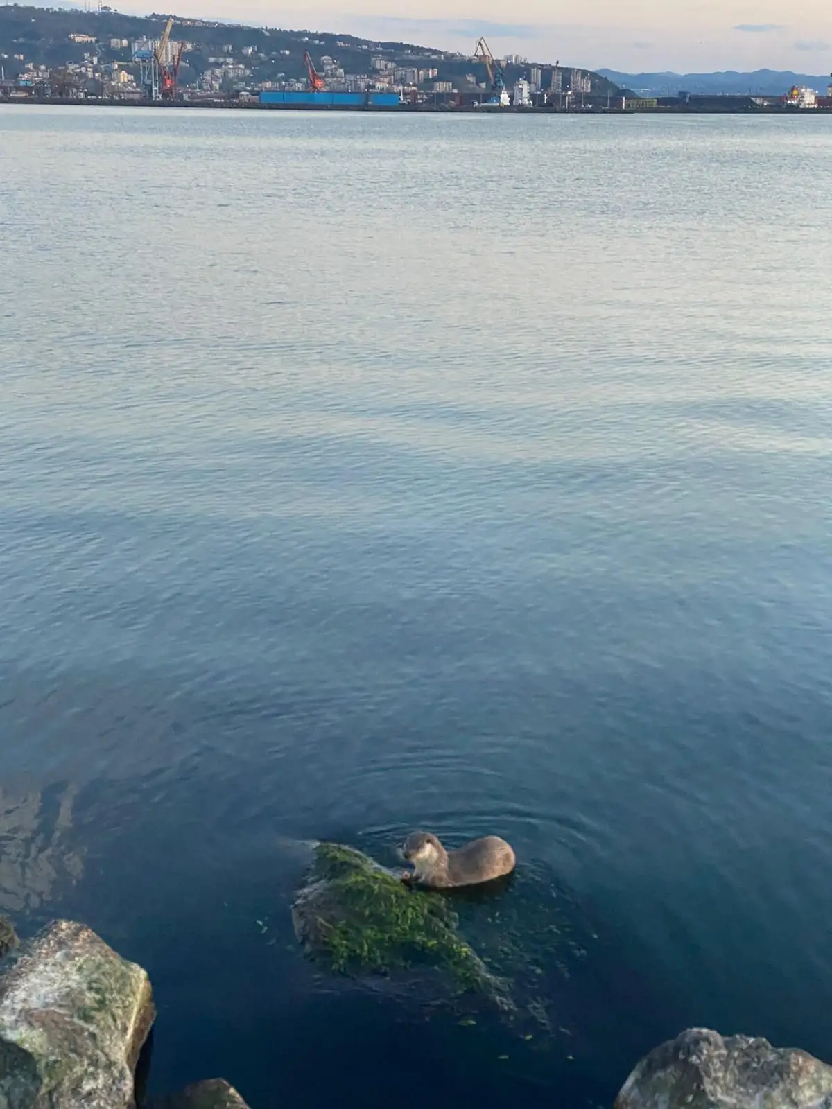 Zonguldak Ereğli Sahilinde Su Samuru Ailesi Neşeli Anlarıyla Kameraya Yansıdı