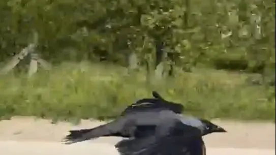 Düzce'de Çiçekçi Hakan Çiçekoğlu'na Karga Dostluğu: Omzunda Konan Kuşun Anı Görüldü