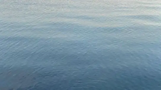 Zonguldak Ereğli Sahilinde Su Samuru Ailesi Neşeli Anlarıyla Kameraya Yansıdı