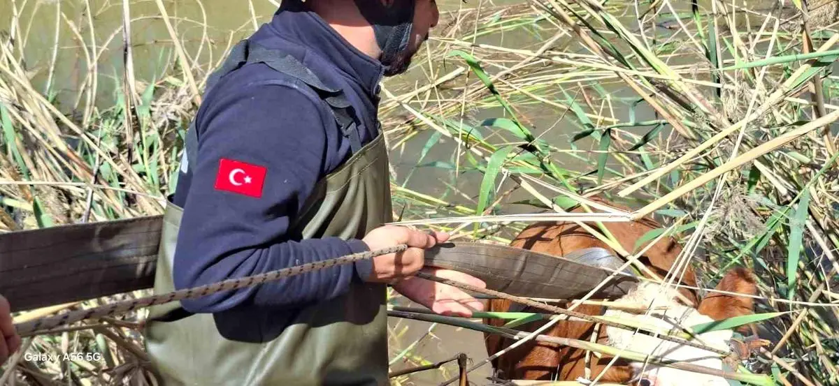 Şanlıurfa’da İnekler Tahliye Kanalına Düşerek Kurtarıldı