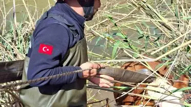 Şanlıurfa’da İnekler Tahliye Kanalına Düşerek Kurtarıldı