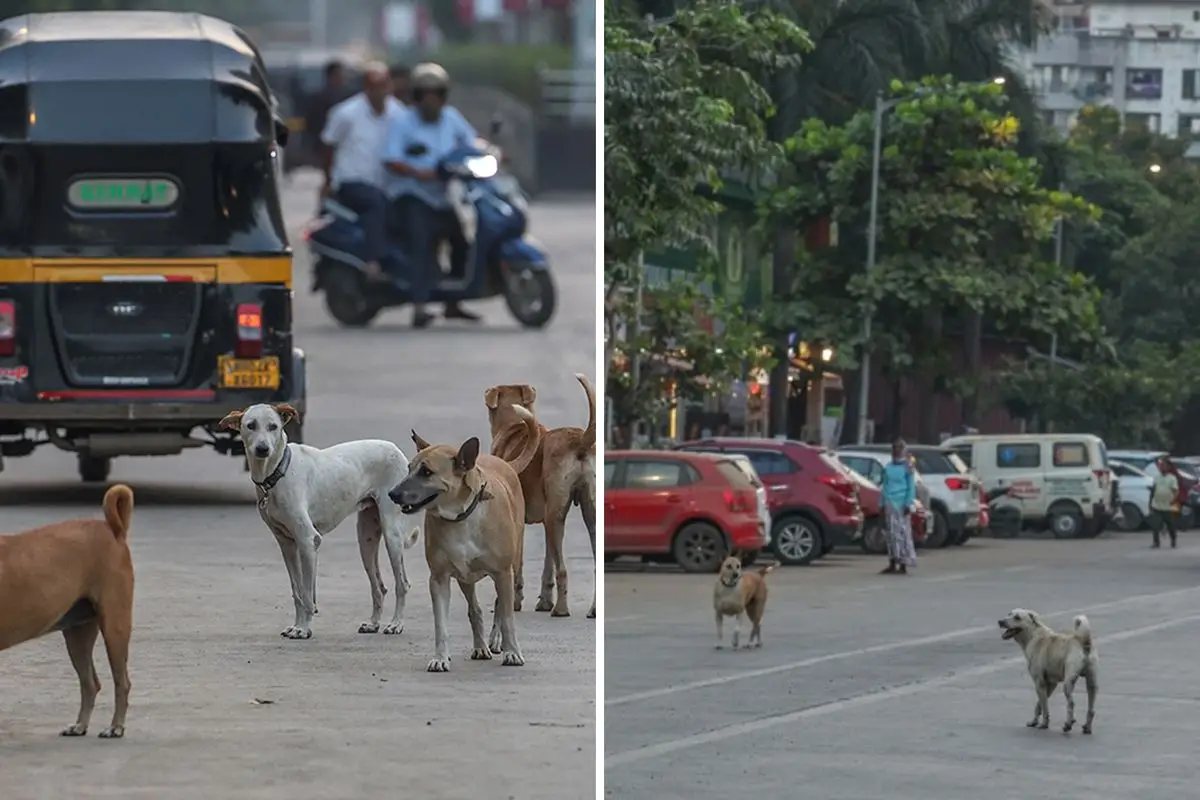 Hindistan’da Sokak Köpekleri Krizi: 62 Milyon Hayvan Şehirleri Dolduruyor