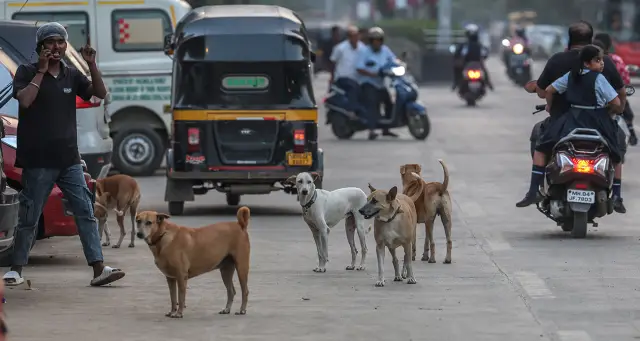 Fransa nüfusu kadar sokak köpeği