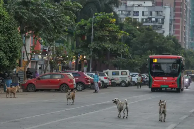 Sokak köpekleri kısırlaştırma kampanyası