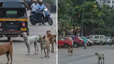 Hindistan’da Sokak Köpekleri Krizi: 62 Milyon Hayvan Şehirleri Dolduruyor