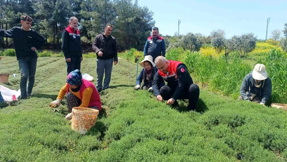 Altınözü'nde Zahter Hasadı Hız Kesmeden Sürüyor