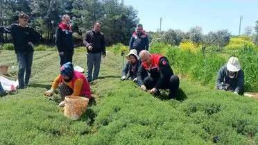 Altınözü'nde Zahter Hasadı Hız Kesmeden Sürüyor