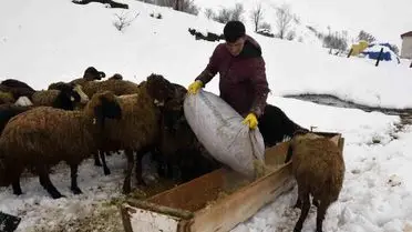 Bitlis’te Uzayan Kış, Küçükbaş Hayvan Yetiştiricilerini Zor Duruma Soktu