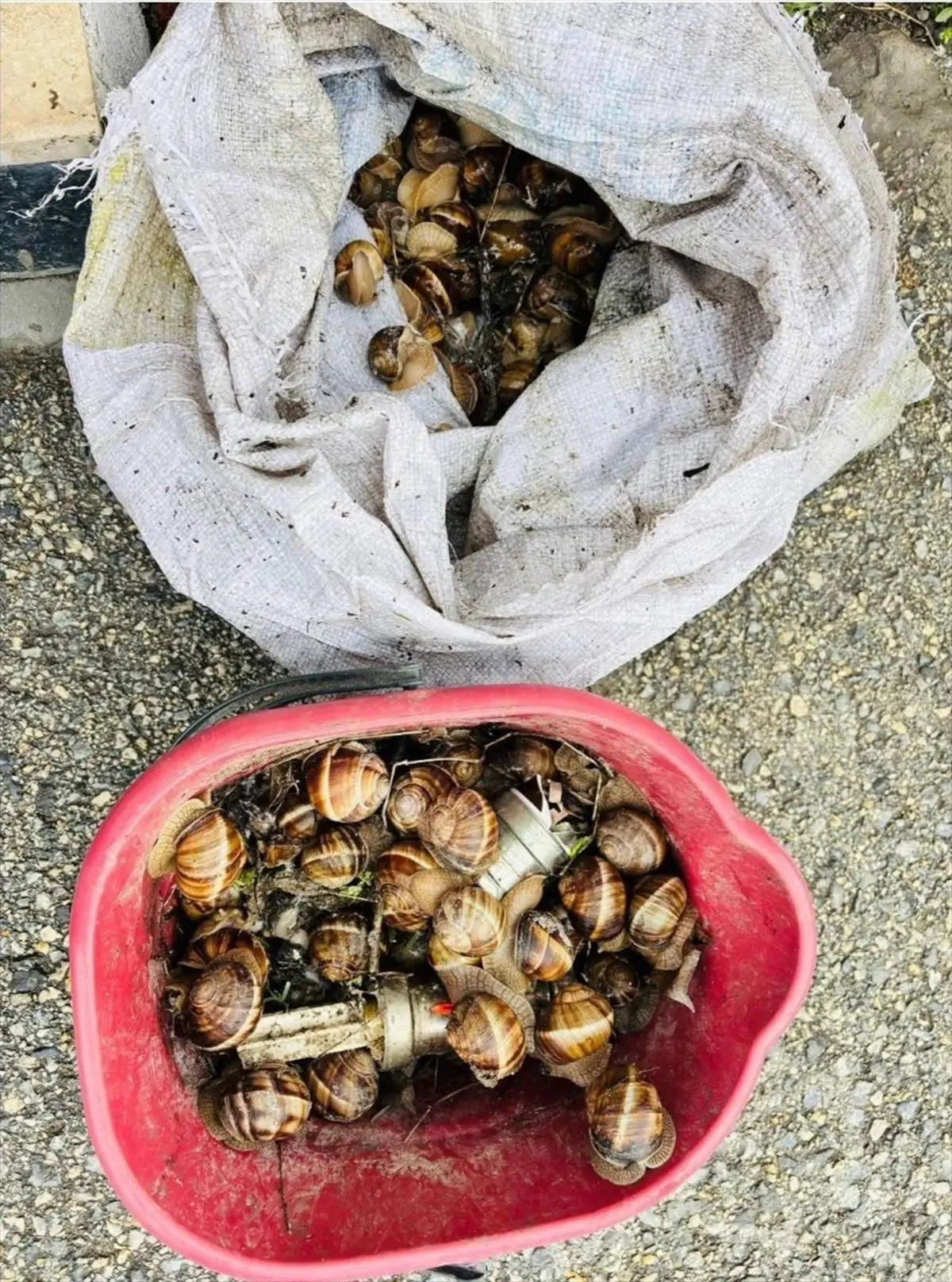 Bolu Yeniçağa’da 16 kg İzinsiz Toplanan Salyangozlar Doğaya Döndürüldü, Sorumluya Ceza Verildi