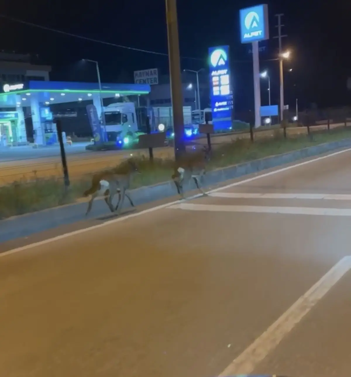 Bartın hastane kavşağında karacalar