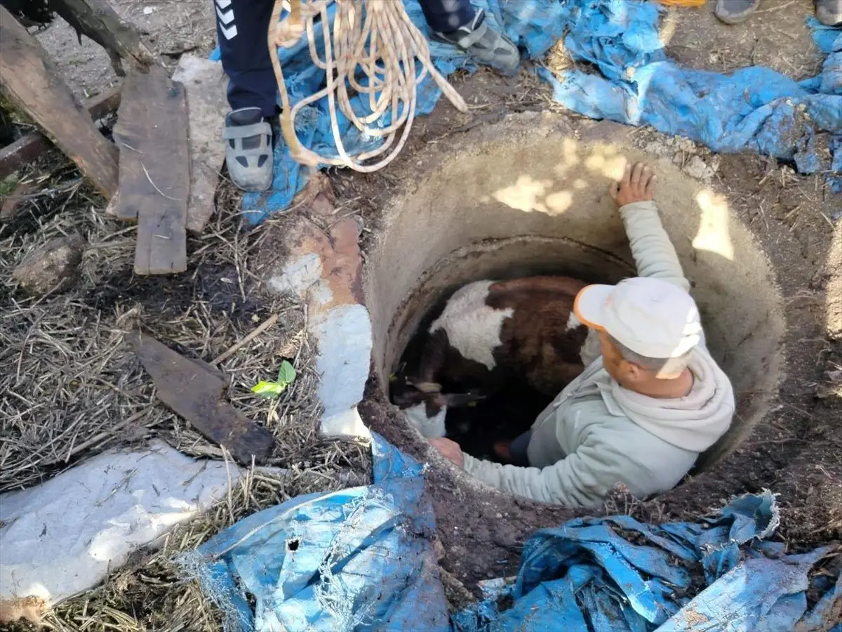 Reyhanlı’da Çukura Düşen Buzağı İtfaiye Ekiplerinin Hızlı Müdahalesiyle Kurtarıldı