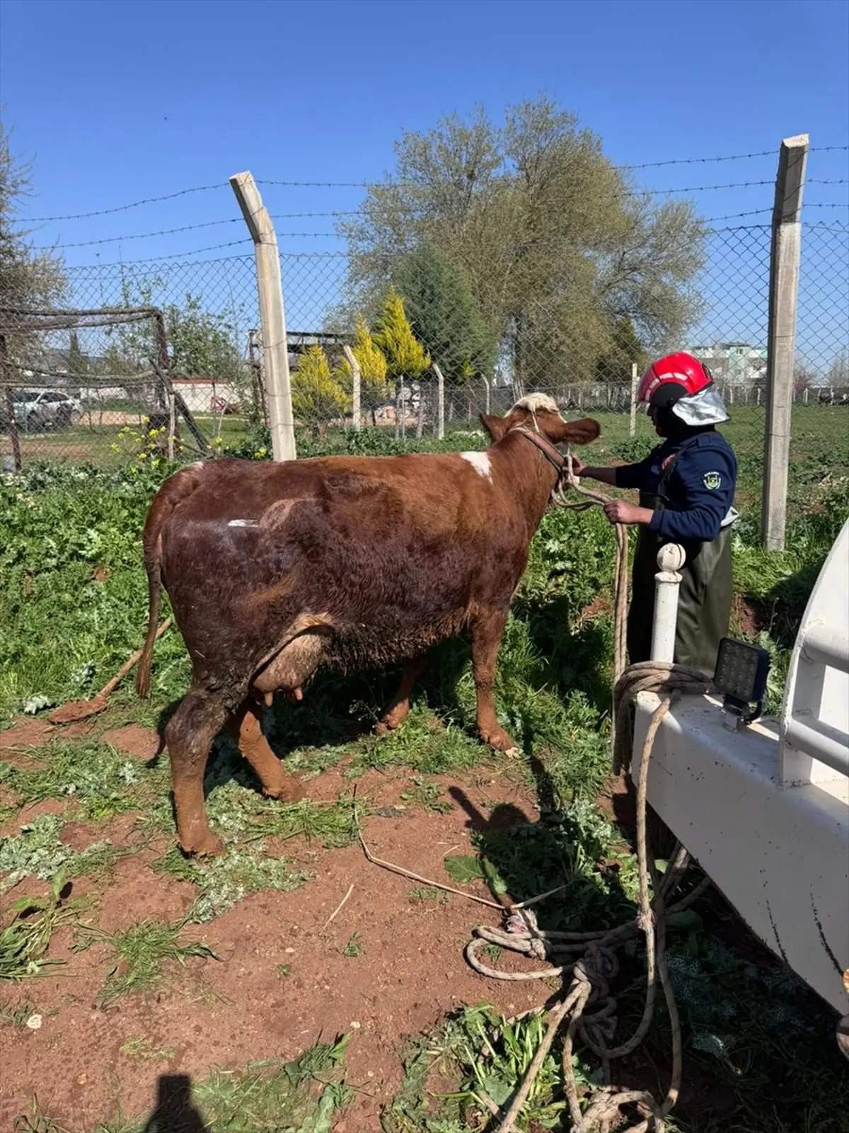 Akçakale’de İnek Kurtarma Operasyonu Gündemde