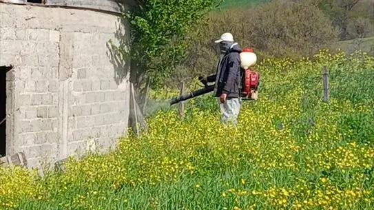 Samsun’da Kahverengi Kokarca Kontrol Çalışmaları Hız Kesmeden Devam Ediyor