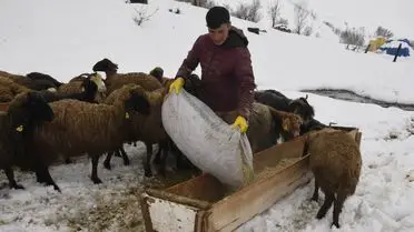 Bitlis’te Şiddetli Kar Yağışı Besicileri Zor Duruma Soktu