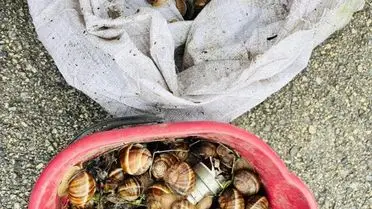 Bolu Yeniçağa’da 16 kg İzinsiz Toplanan Salyangozlar Doğaya Döndürüldü, Sorumluya Ceza Verildi