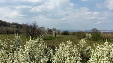 İnegöl’de Baharın İlk İşaretleri: Meyve Ağaçları Çiçek Açtı
