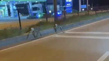 Bartın Hastane Kavşağında Karaca Sürprizi: Sürücünün Telefonu Kamerada