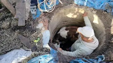 Reyhanlı’da Çukura Düşen Buzağı İtfaiye Ekiplerinin Hızlı Müdahalesiyle Kurtarıldı