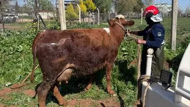 Akçakale’de İnek Kurtarma Operasyonu Gündemde