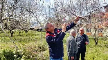 Tosya’da Tarım Ürünleri Üzerinde Don Riski Yok: Yetkililer Açıklama Yaptı