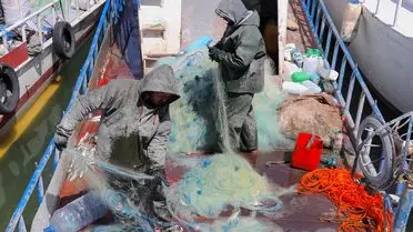 İnci kefali fotoğrafı