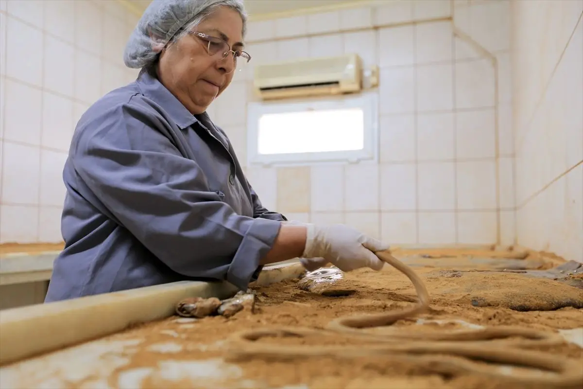 Manisa’da 486. Mesir Macunu Festivali Hazırlıkları Tam Gaz