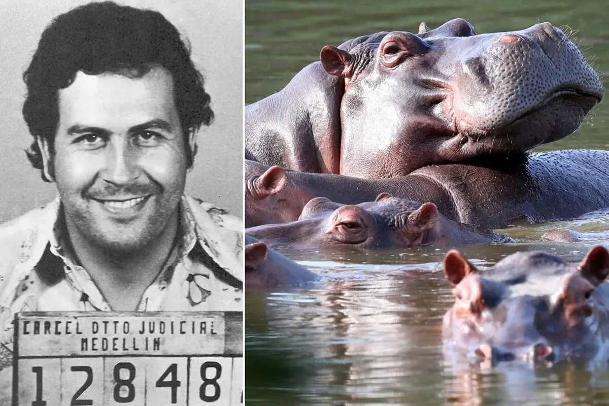 Kolombiya, Escobar Dönemi Su Aygırlarını Kontrol Altına Almak İçin Yok Etme Planını Onayladı