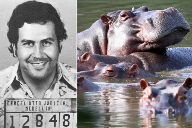 Escobar'dan kalan su aygırları