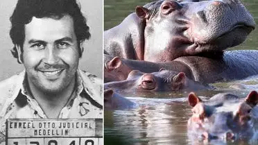 Kolombiya, Escobar Dönemi Su Aygırlarını Kontrol Altına Almak İçin Yok Etme Planını Onayladı