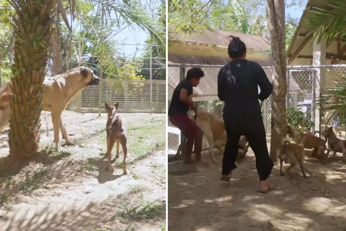 Filipinli Çiftlikte Sivas Kangalı, Sürünün Liderliğini Hızla Üstlendi