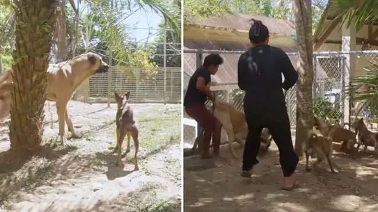 Filipinli Çiftlikte Sivas Kangalı, Sürünün Liderliğini Hızla Üstlendi