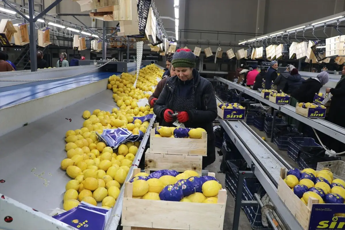 Türkiye'nin yaş meyve ve sebze ihracatı 2026 ilk çeyrek