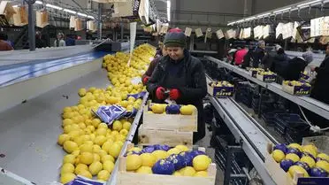 İlk Çeyrekte Türkiye'nin Yaş Meyve ve Sebze İhracatı 1,3 Milyar Dolara Ulaştı