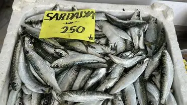 Hamsi Avında Hızlı Çekim: Ekonomik ve Ekolojik Sorunlar Derinleşiyor