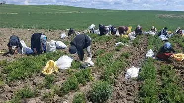 Beypazarı’nda 126 Bin Ton Havuç Hasadı Başladı: 21 Bin Dekar Alanı Kapsıyor