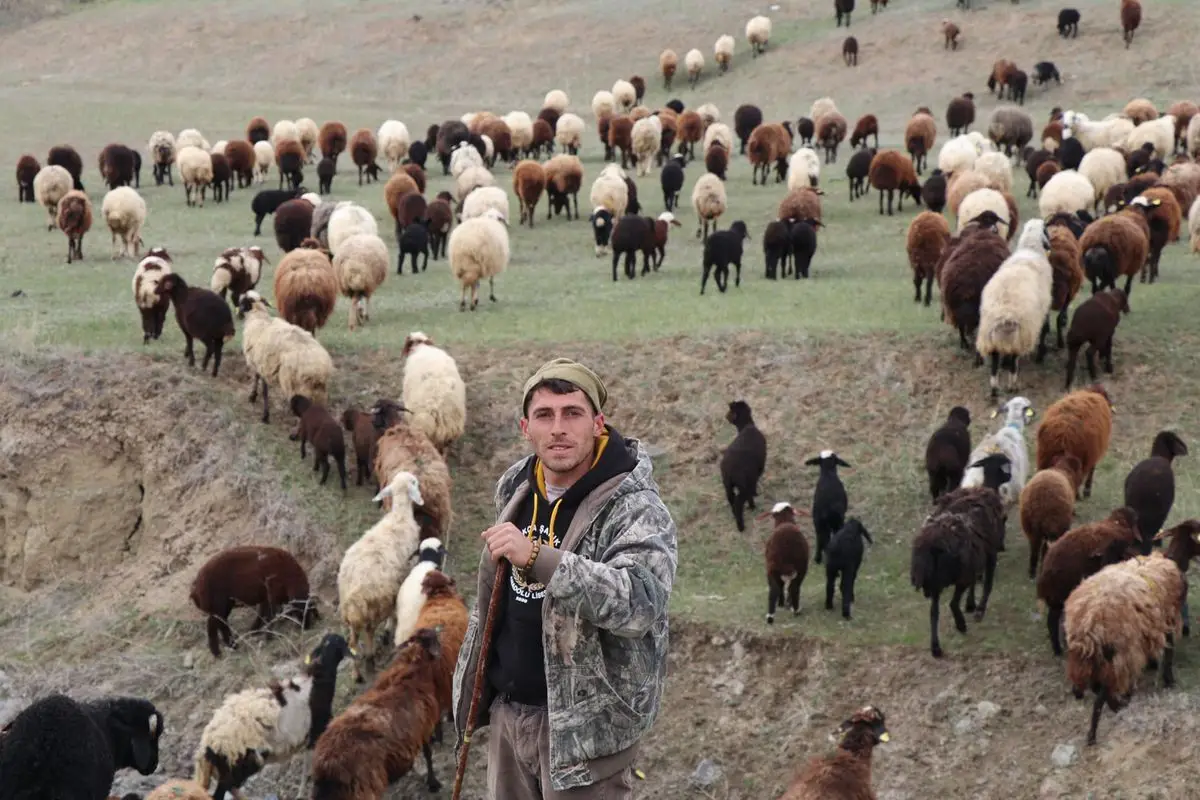 Dronla Çobanlık: 30 Saniyede Koyun Toplama Rekoru