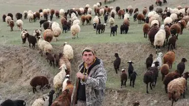 Dronla Çobanlık: 30 Saniyede Koyun Toplama Rekoru