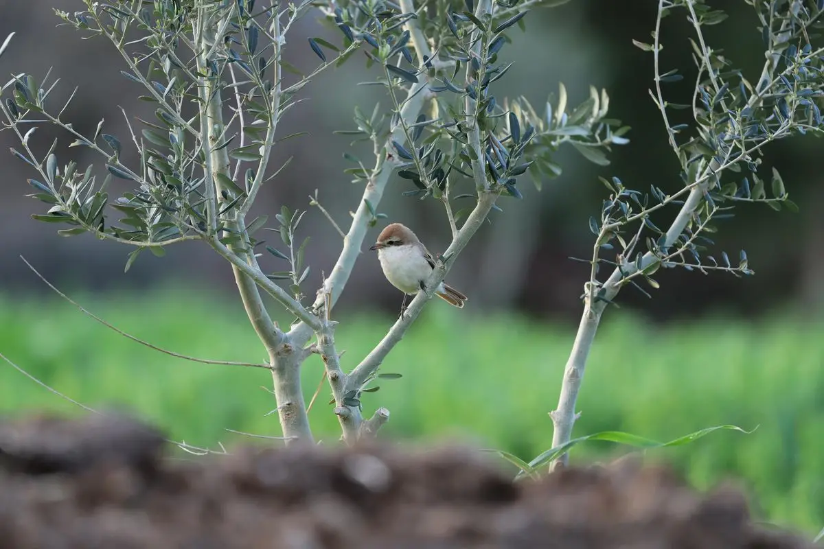 Hatay'ın Samandağ İlçesinde Nadir Türkistan Örümcekkuşu Gözlemlendi