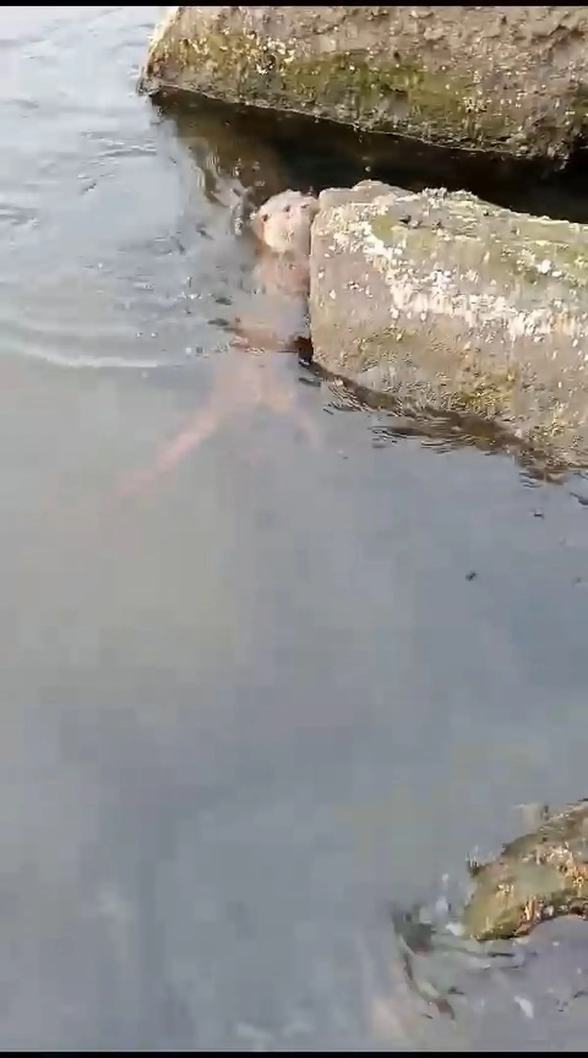 Ereğli sahilinde su samuru balığı yakalıyor