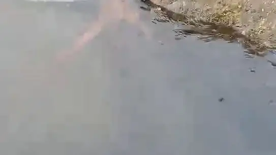 Ereğli'de Su Samuru Oltadaki Balığı Kapıp Kaçtı