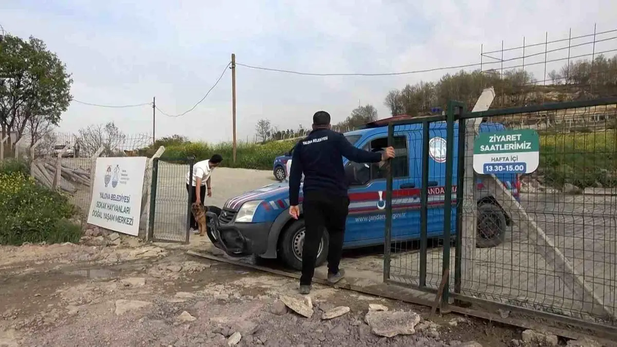 Yalova Barınağında Köpek Ölümleri Soruşturma Altında: Yetkililer İncelemeye Başladı