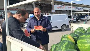 Serik’te Erken Karpuz Hasadı: İlk 1,5 Ton ve 40 TL’lik Fiyatlar
