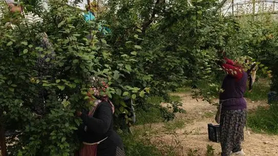 Silifke'de Erik Hasadı Başladı, Fiyatlar 200 TL'ye Düştü