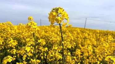 Hayrabolu’da Kanola Çiçekleri Baharı Selamladı