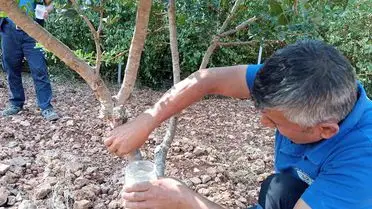 Fethiye Sakız Ağaçları Projesiyle Katma Değerli Ürünlere Yol Açıldı