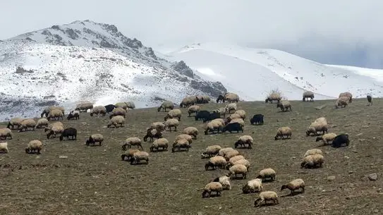 Hakkari'de Küçükbaş Hayvanlar Meralara Çıktı: Çiftçiler Sevinç Yaşıyor