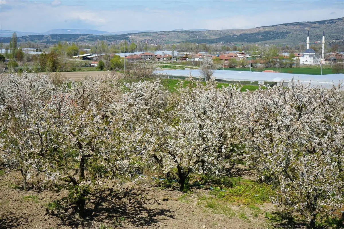 Amasya’da Kiraz Bahçeleri Beyaza Dönüştü: Çiçek Açan Ağaçlar Üreticileri Coşturuyor