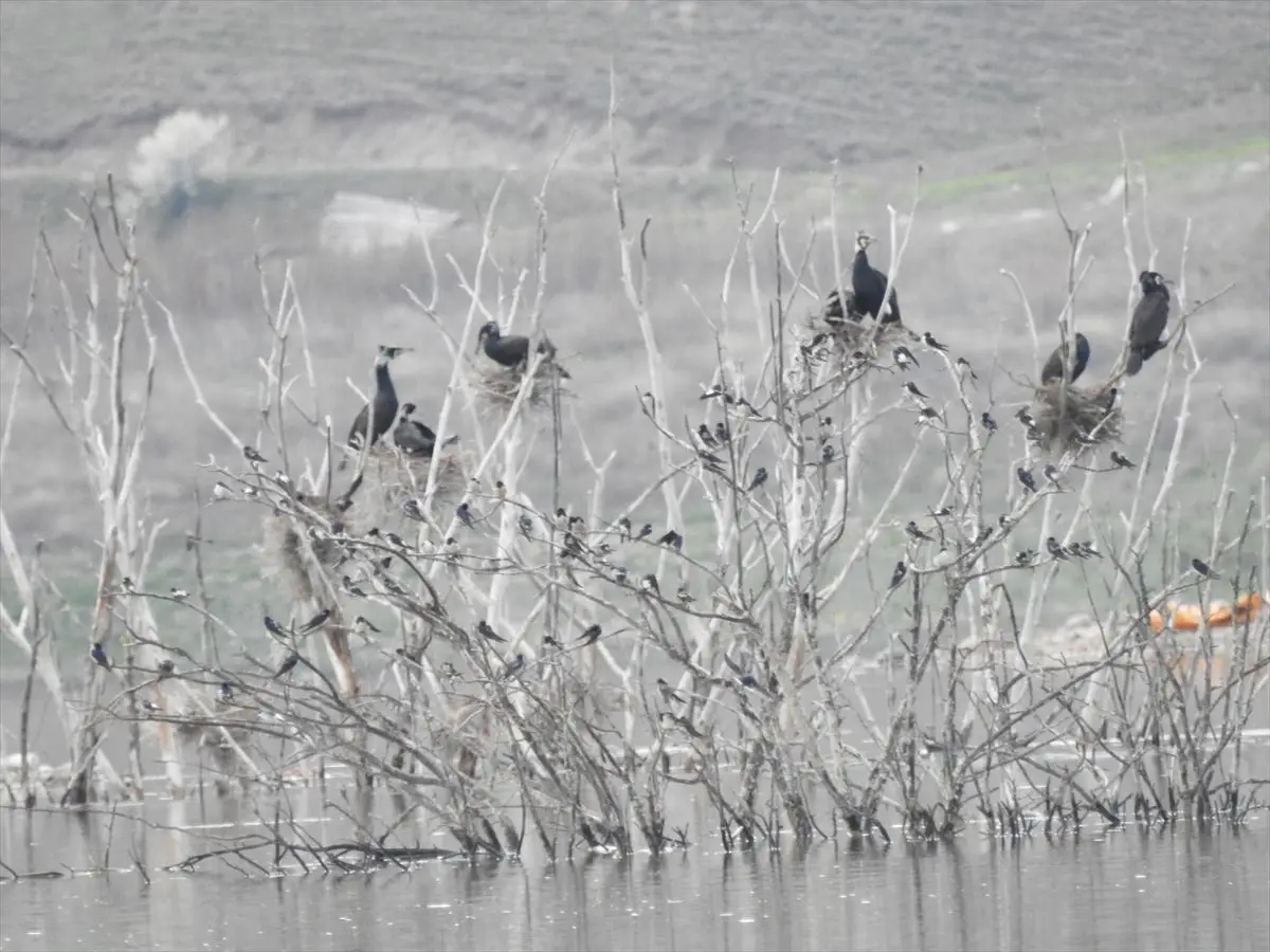 Koyunbaba Göleti’nde İlkbahar Kuş Cenneti: Göçmen Kuşların Yoğun Dönemi